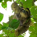 dozens من السعادين لقوا حتفهم قبل افتتاح منتزه "سلوث وورلد" في ولاية فلوريدا