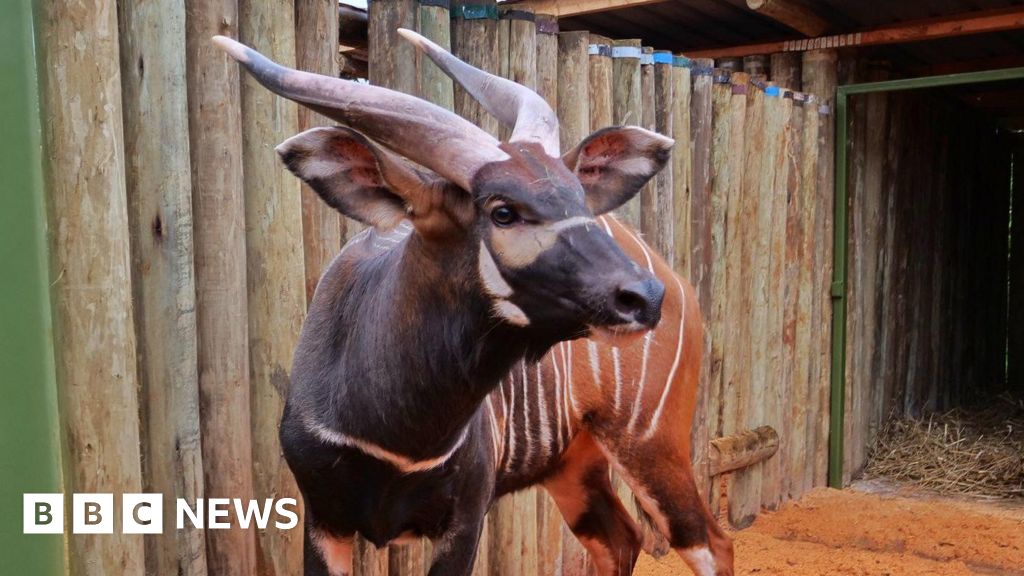 أبقار وادي جوكو تُطَيَّر إلى كينيا من جناح تشيكي في عودة تاريخية