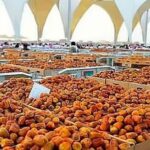 ارتفاع قيمة صادرات التمور السعودية إلى الدنمارك بنسبة 33% في 2025 | UN-News