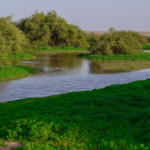 «التنوع النباتي يكسر عراقة الربيع في رفحاء بمناظر طبيعية زاهية»