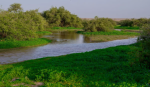 «التنوع النباتي يكسر عراقة الربيع في رفحاء بمناظر طبيعية زاهية»