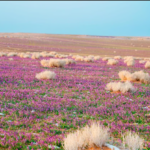 «الغطاء النباتي» يوقع عقودًا لتطوير 3 متنزهات بـ21 مليون متر مربع.