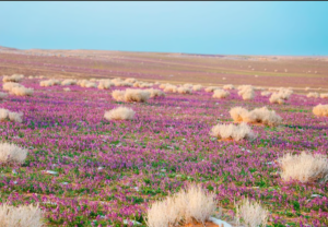 «الغطاء النباتي» يوقع عقودًا لتطوير 3 متنزهات بـ21 مليون متر مربع.