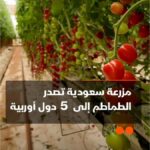 المزرعة السعودية الباهرة: كيف رفع الاستثمار الزراعي الأمن الغذائي للمملكة؟