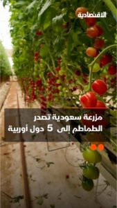 المزرعة السعودية الباهرة: كيف رفع الاستثمار الزراعي الأمن الغذائي للمملكة؟