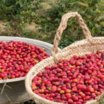 تتجاوز إنتاجية البن في عسير 82 ألف كيلو مع توسع الإنتاج | UN-NEWS.