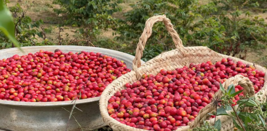 تتجاوز إنتاجية البن في عسير 82 ألف كيلو مع توسع الإنتاج | UN-NEWS.