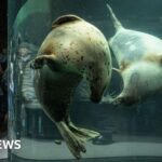 موظف حديقة حيوانات يابانية يشتبه في حرق جسد زوجته داخل فرن التدوير.