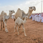 اختتام مزاد الإبل في الغزالة بـ6.5 ملايين ريال سوقي، على موقع un-news.org.