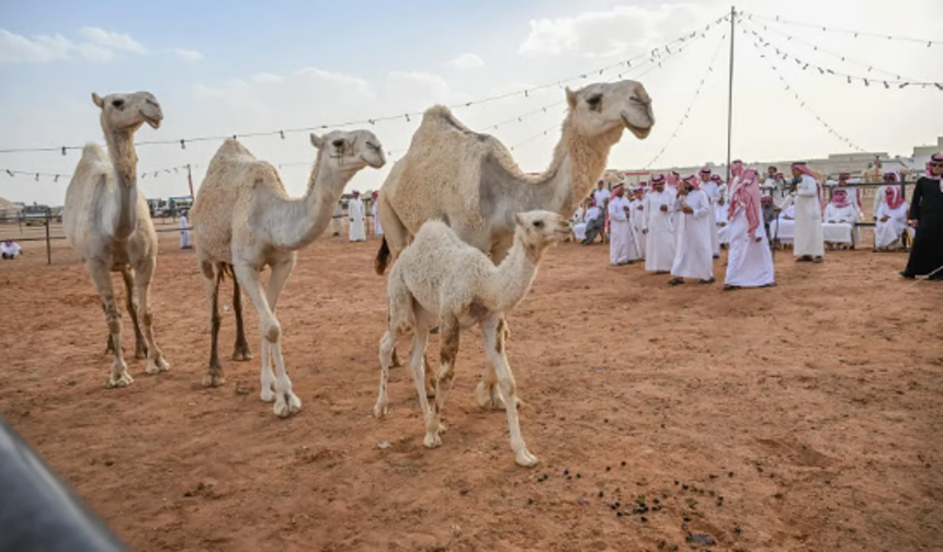 اختتام مزاد الإبل في الغزالة بـ6.5 ملايين ريال سوقي، على موقع un-news.org.